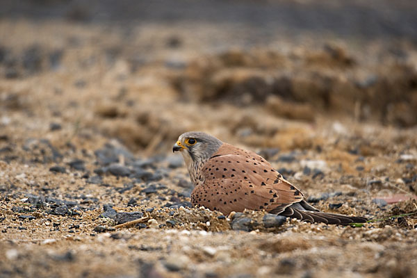 Turmfalke (Falco tinnunculus)