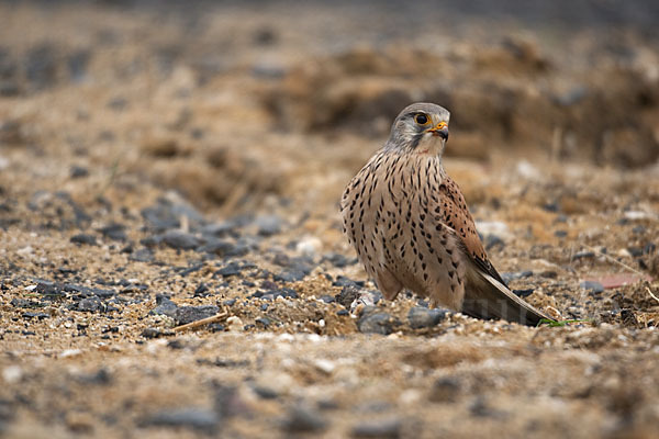 Turmfalke (Falco tinnunculus)