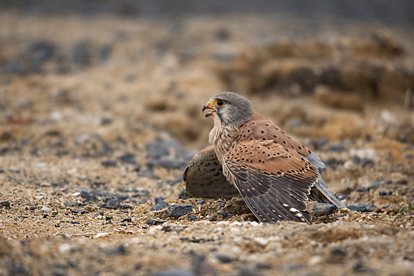 Turmfalke (Falco tinnunculus)