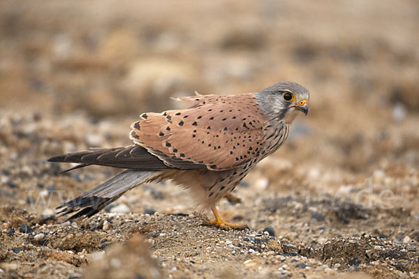 Turmfalke (Falco tinnunculus)