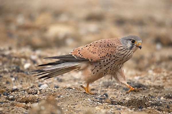 Turmfalke (Falco tinnunculus)