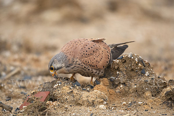 Turmfalke (Falco tinnunculus)