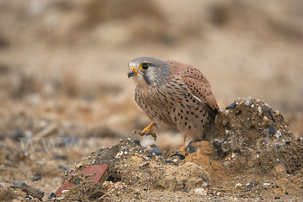 Turmfalke (Falco tinnunculus)