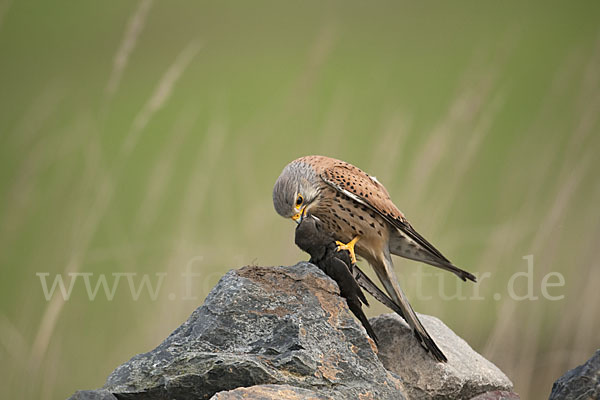 Turmfalke (Falco tinnunculus)