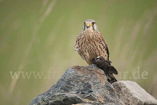 Turmfalke (Falco tinnunculus)