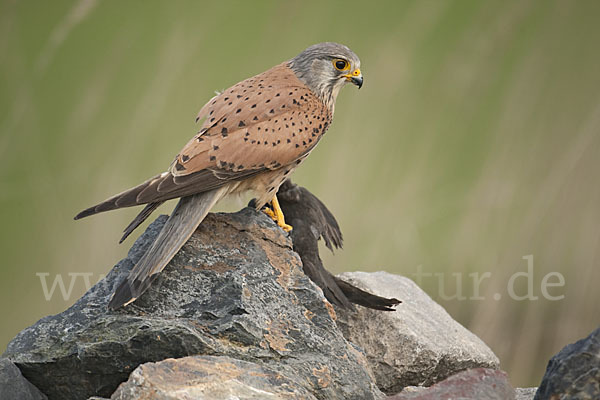 Turmfalke (Falco tinnunculus)