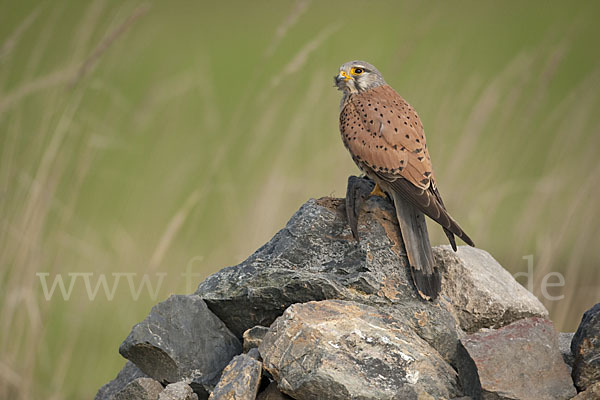 Turmfalke (Falco tinnunculus)