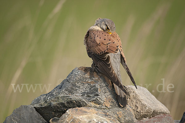 Turmfalke (Falco tinnunculus)