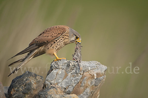 Turmfalke (Falco tinnunculus)