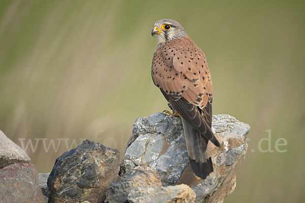 Turmfalke (Falco tinnunculus)