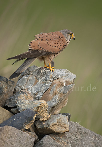 Turmfalke (Falco tinnunculus)