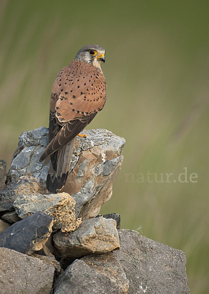 Turmfalke (Falco tinnunculus)