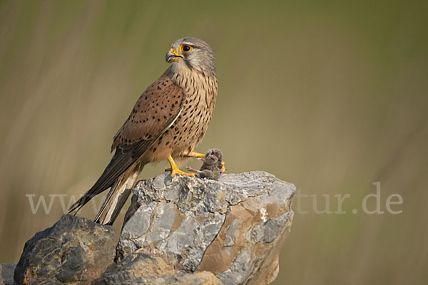 Turmfalke (Falco tinnunculus)