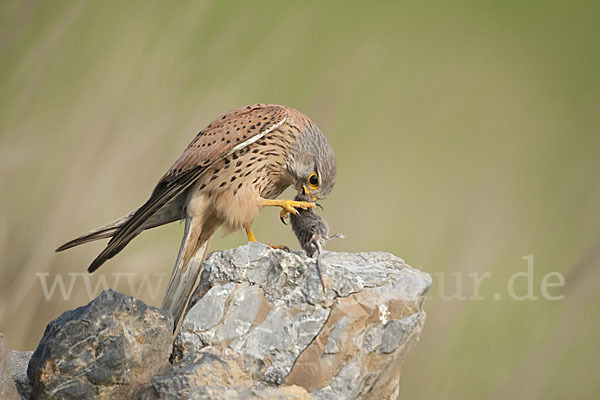 Turmfalke (Falco tinnunculus)