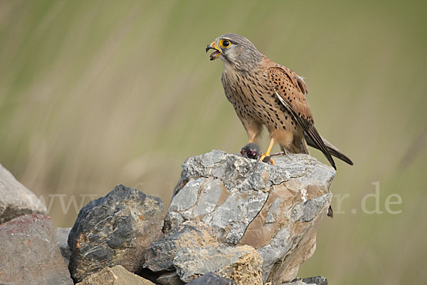 Turmfalke (Falco tinnunculus)