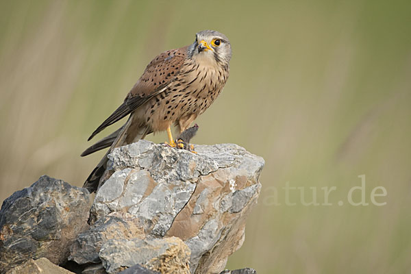 Turmfalke (Falco tinnunculus)