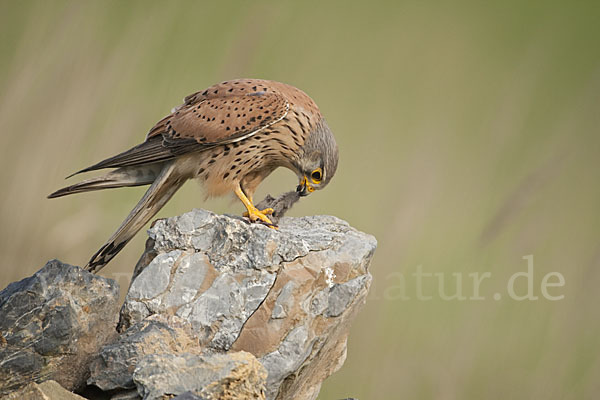 Turmfalke (Falco tinnunculus)