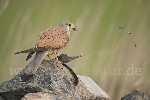 Turmfalke (Falco tinnunculus)