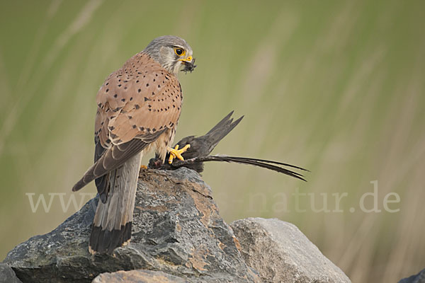 Turmfalke (Falco tinnunculus)