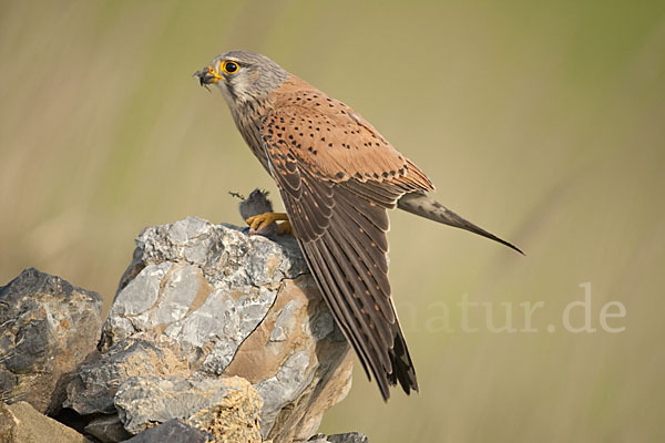 Turmfalke (Falco tinnunculus)