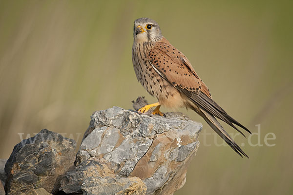 Turmfalke (Falco tinnunculus)