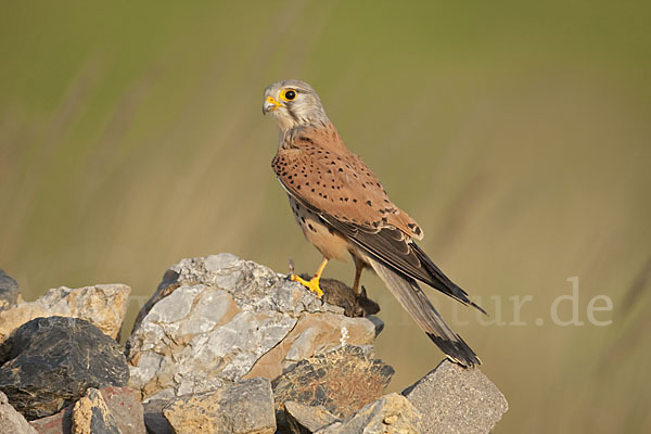 Turmfalke (Falco tinnunculus)