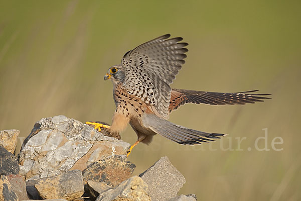 Turmfalke (Falco tinnunculus)