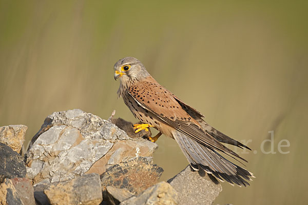 Turmfalke (Falco tinnunculus)