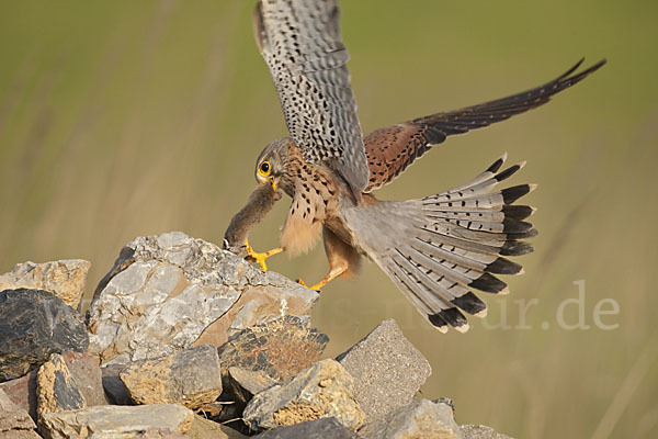 Turmfalke (Falco tinnunculus)