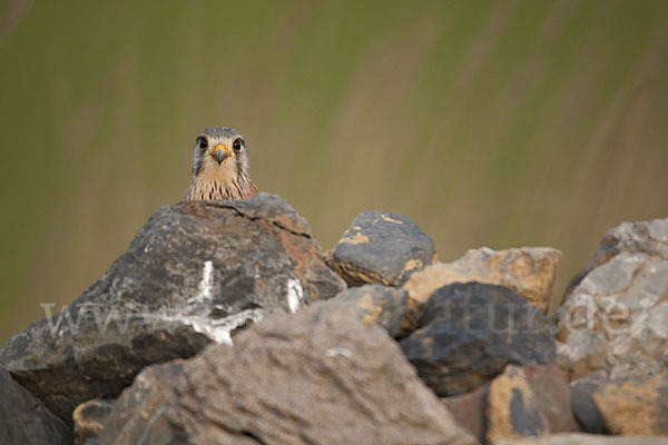 Turmfalke (Falco tinnunculus)