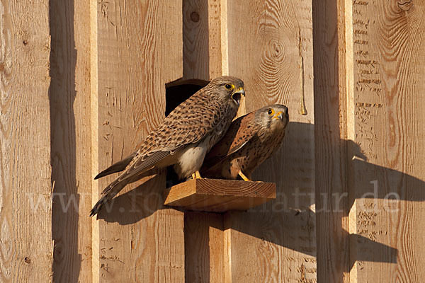 Turmfalke (Falco tinnunculus)