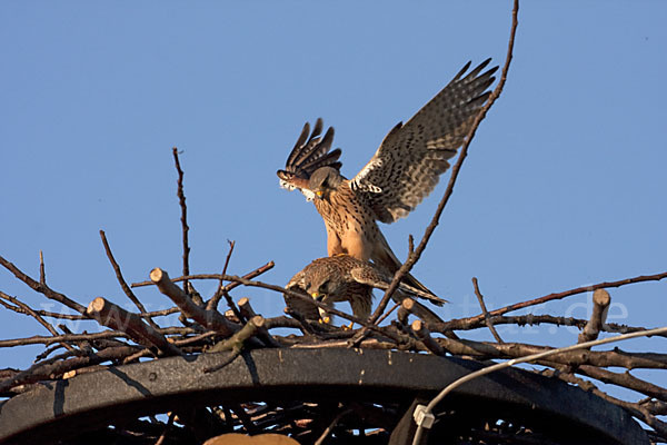 Turmfalke (Falco tinnunculus)