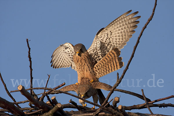 Turmfalke (Falco tinnunculus)