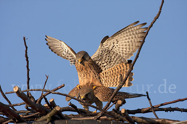 Turmfalke (Falco tinnunculus)