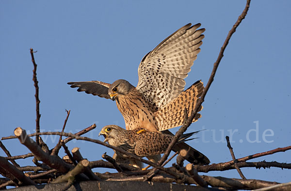 Turmfalke (Falco tinnunculus)