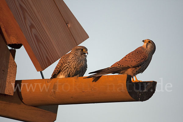 Turmfalke (Falco tinnunculus)