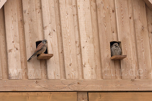 Turmfalke (Falco tinnunculus)