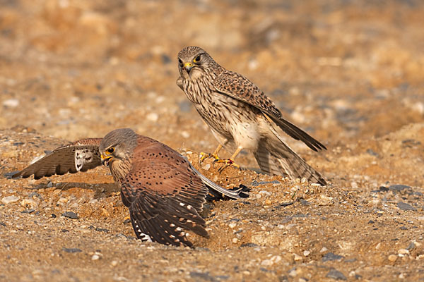 Turmfalke (Falco tinnunculus)