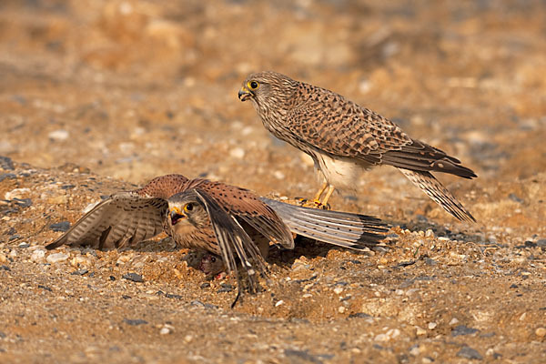 Turmfalke (Falco tinnunculus)