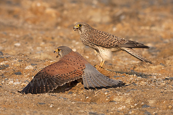 Turmfalke (Falco tinnunculus)