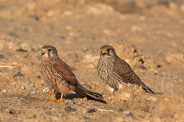 Turmfalke (Falco tinnunculus)