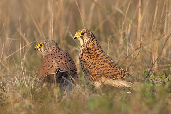 Turmfalke (Falco tinnunculus)