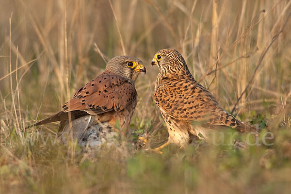 Turmfalke (Falco tinnunculus)