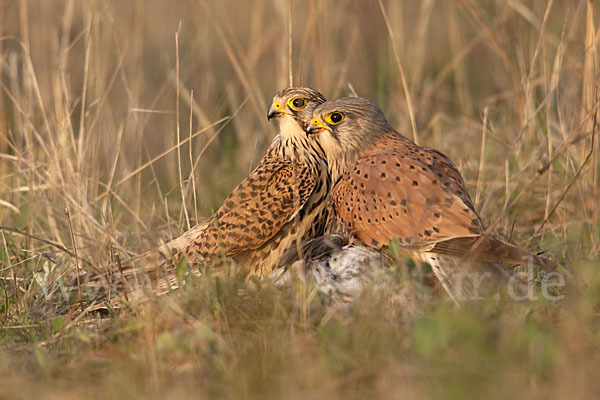 Turmfalke (Falco tinnunculus)