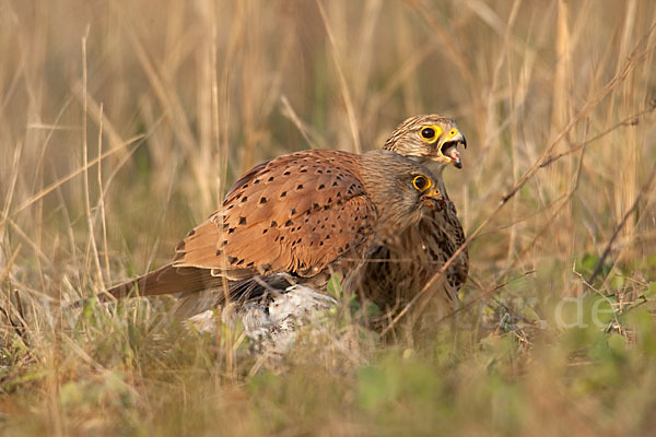 Turmfalke (Falco tinnunculus)