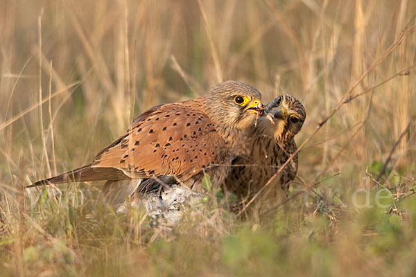 Turmfalke (Falco tinnunculus)