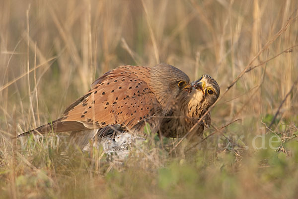 Turmfalke (Falco tinnunculus)