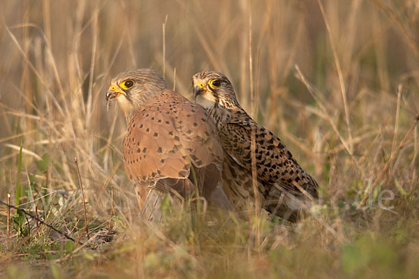 Turmfalke (Falco tinnunculus)