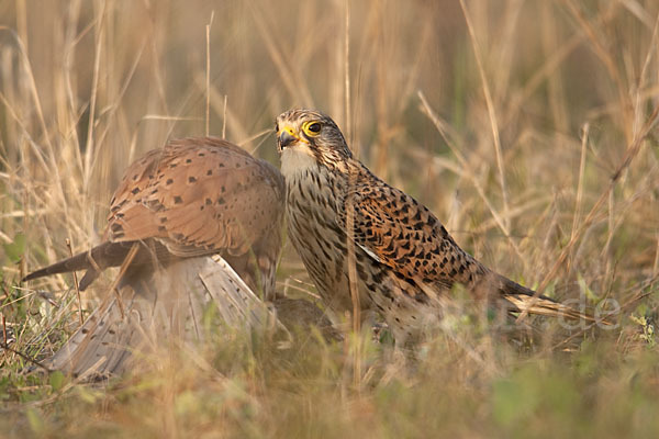 Turmfalke (Falco tinnunculus)