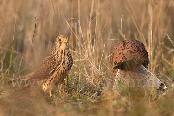 Turmfalke (Falco tinnunculus)